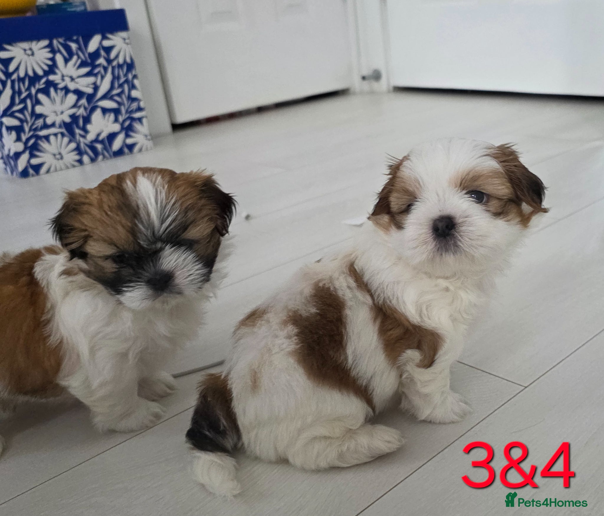 Mixed Breed dogs for sale: Beautiful 4 puppies (4 boys) - Advert 17