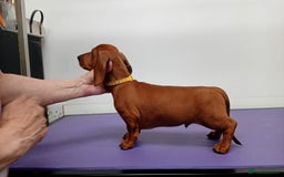 Dachshund dogs for sale: Standard smooth dachshunds males  - Image 5