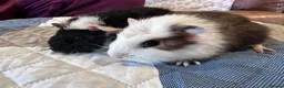 Guinea Pig rodents for sale: Baby boy guinea pig brothers 7 weeks - Advert 3