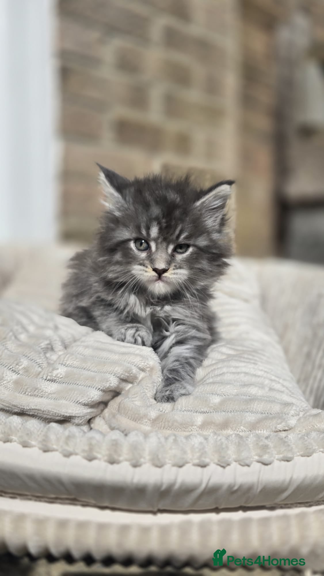 Maine Coon cats 🏅Maine coon polydactyl kittens🏅 - Advert 11