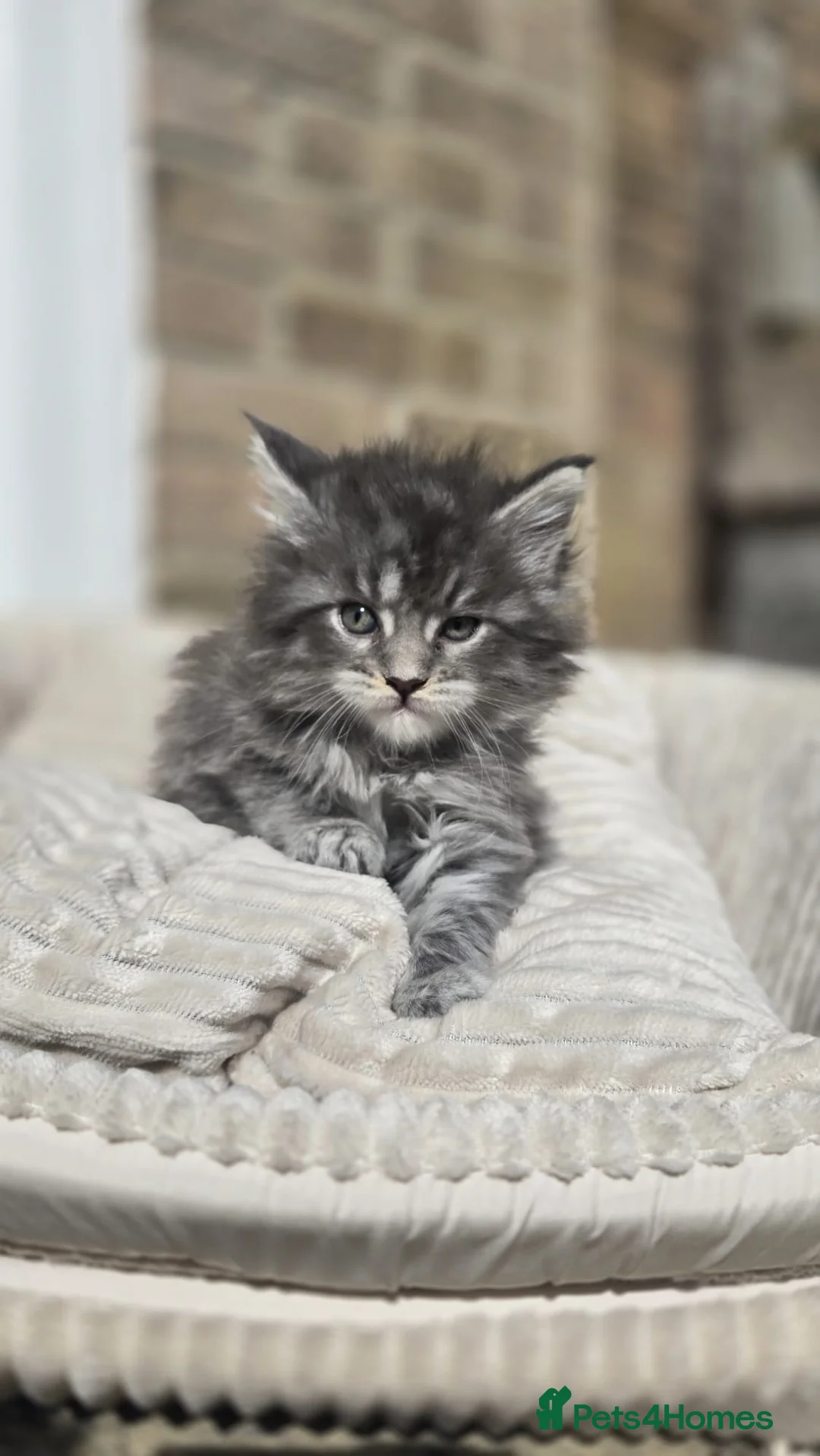 Maine Coon cats for sale: 🏅Maine coon polydactyl kittens🏅 - Advert 1
