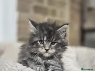 Maine Coon cats 🏅Maine coon polydactyl kittens🏅 - Advert 11