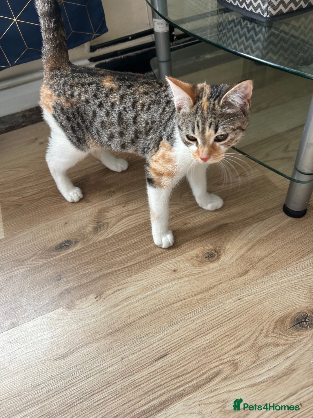 Domestic Shorthair cats for sale: Lovely Domestic short hair cats - Image 6