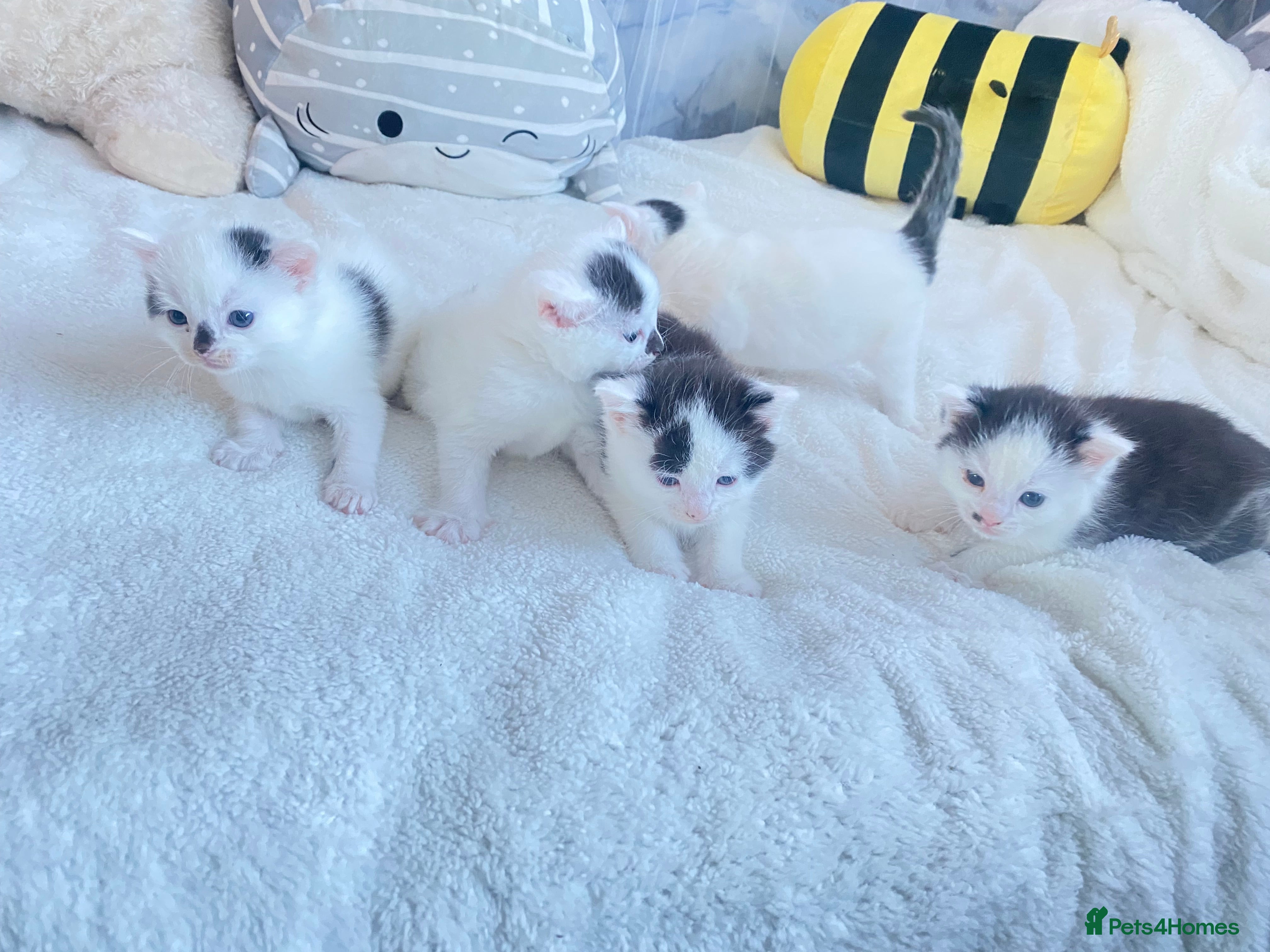 Mixed Breed cats Domestic shorthair kittens  - Advert 1