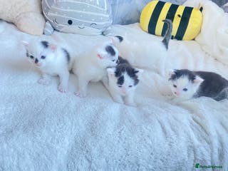 Mixed Breed cats Domestic shorthair kittens - Advert 1