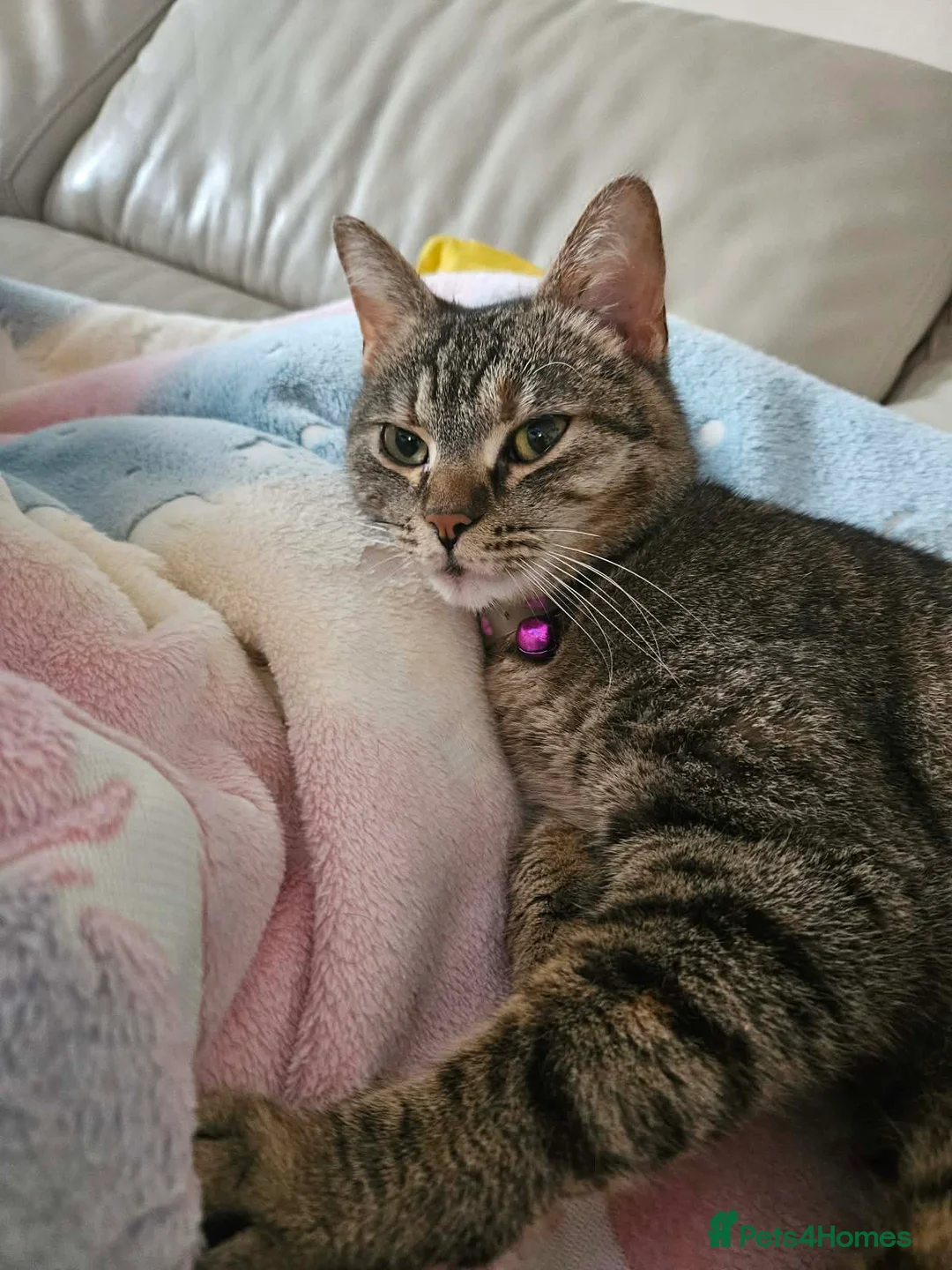 Mixed Breed cats for sale: Cats looking for loving home! - Advert 2