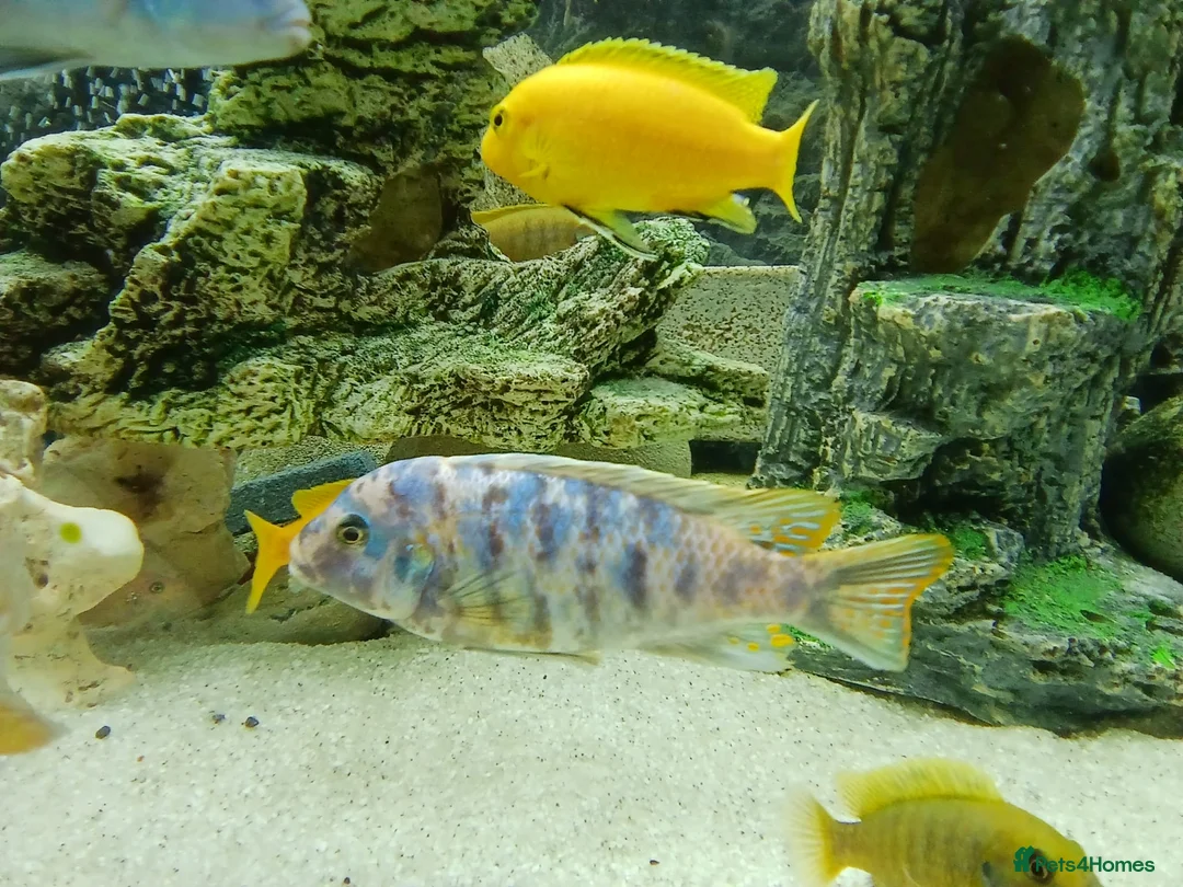 Cichlids fish for sale: GUPPIES / cichlids / SHRIMP/ platty  - Advert 18