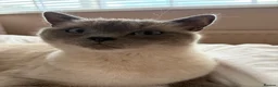British Shorthair cats for sale: 1 year old male British shorthaired cross ragdoll in Cramlington - Advert 3
