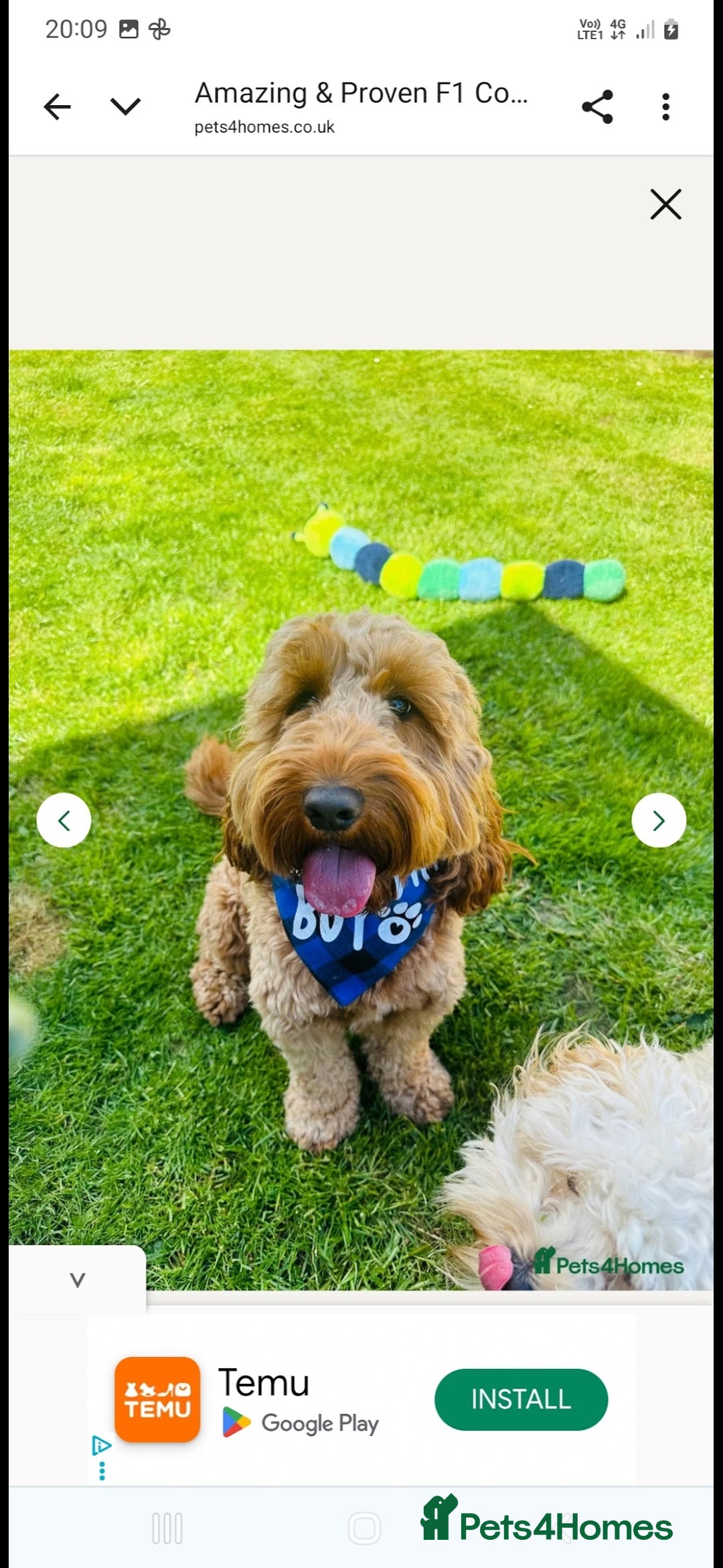 Cockapoo dogs for sale: F2 Cockapoo - Advert 13