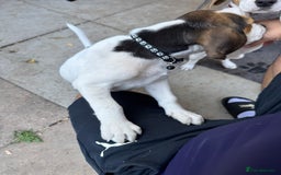 Beagle dogs for sale: 2 Beagle puppies‼️Ready to leave NOW‼️ - Image 15