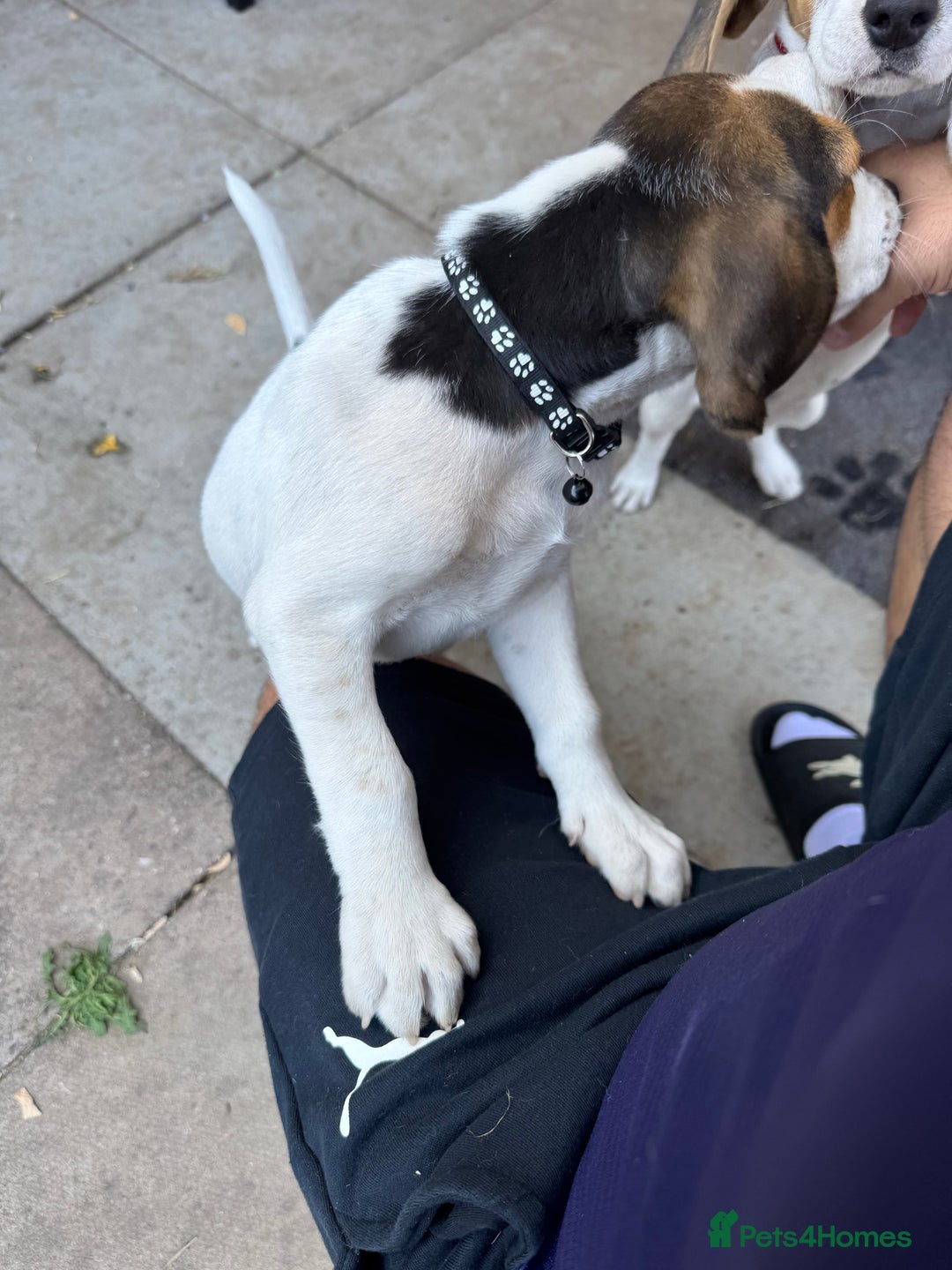 Beagle dogs for sale: 2 Beagle puppies‼️Ready to leave NOW‼️ - Image 15
