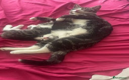 Mixed Breed cats for sale: tabby kittens - Image 6