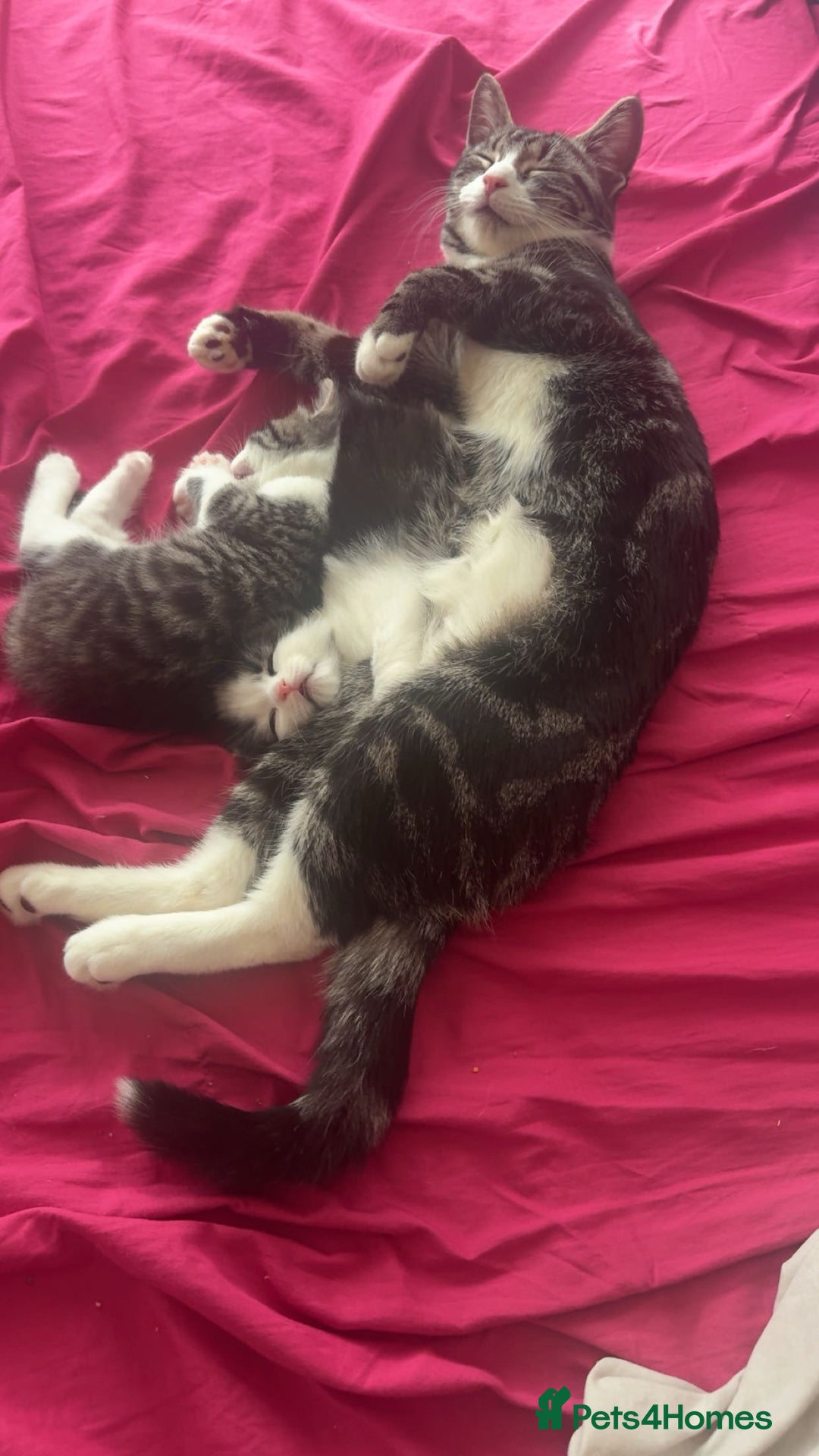 Mixed Breed cats for sale: tabby kittens - Image 6