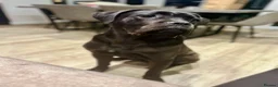 Cane Corso dogs for sale: Cane Corso Male for Sale – 9 Months , West Lothian in Livingston - Advert 2