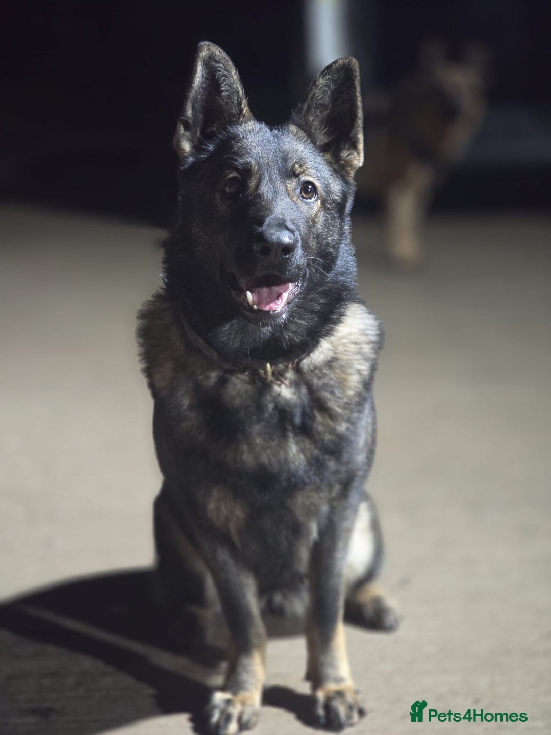 German Shepherd dogs for sale: Pure german shepherd cz - Advert 1