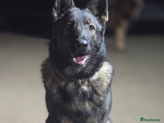 German Shepherd dogs Pure german shepherd cz - Advert 1