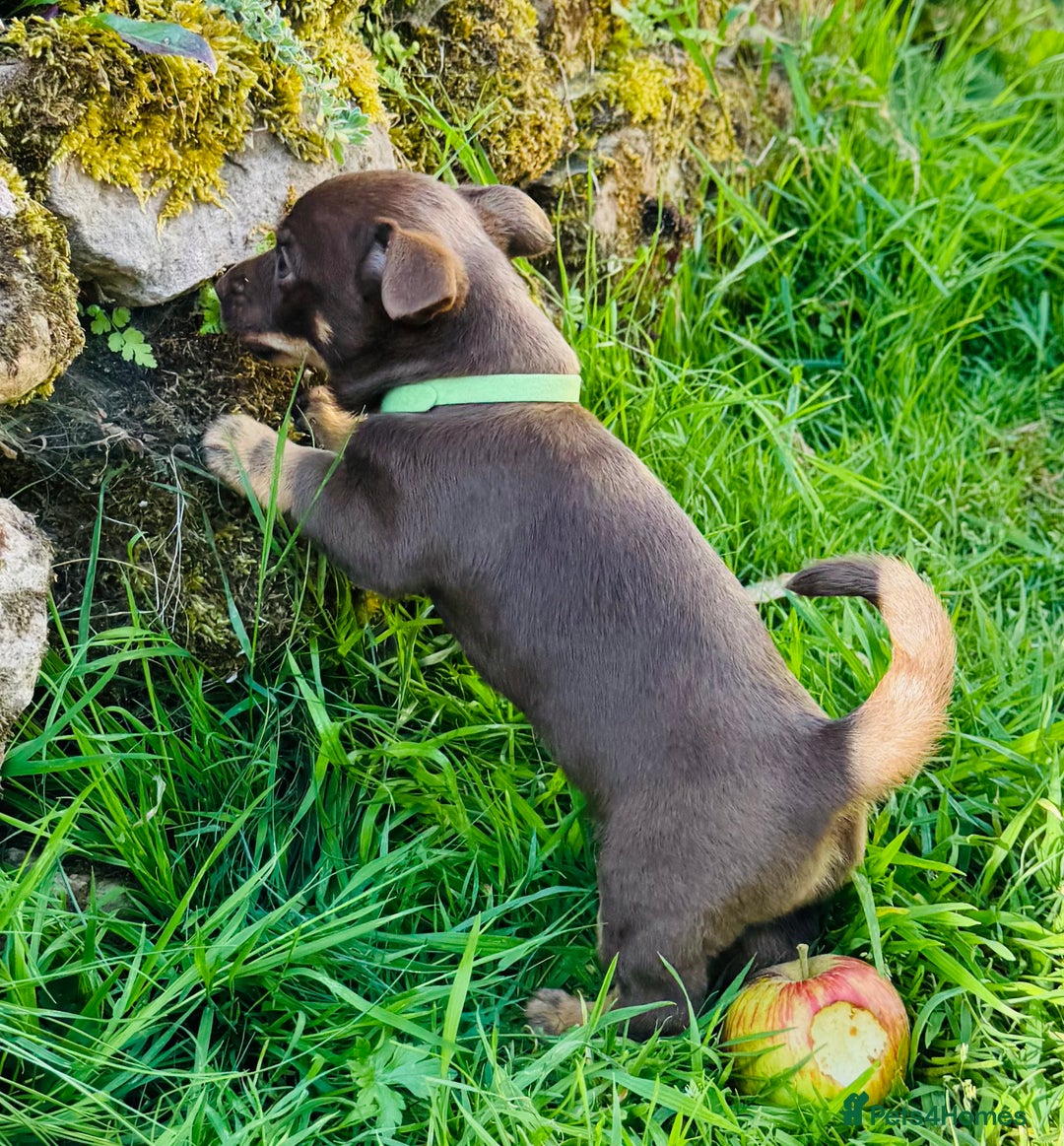 Lancashire Heeler dogs for sale: 6 Pedigree Lancashire Heeler Dogs for sale. - Image 5