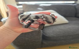 Sugar Glider rodents for sale: Boy and Girl Sugar gliders - Image 3