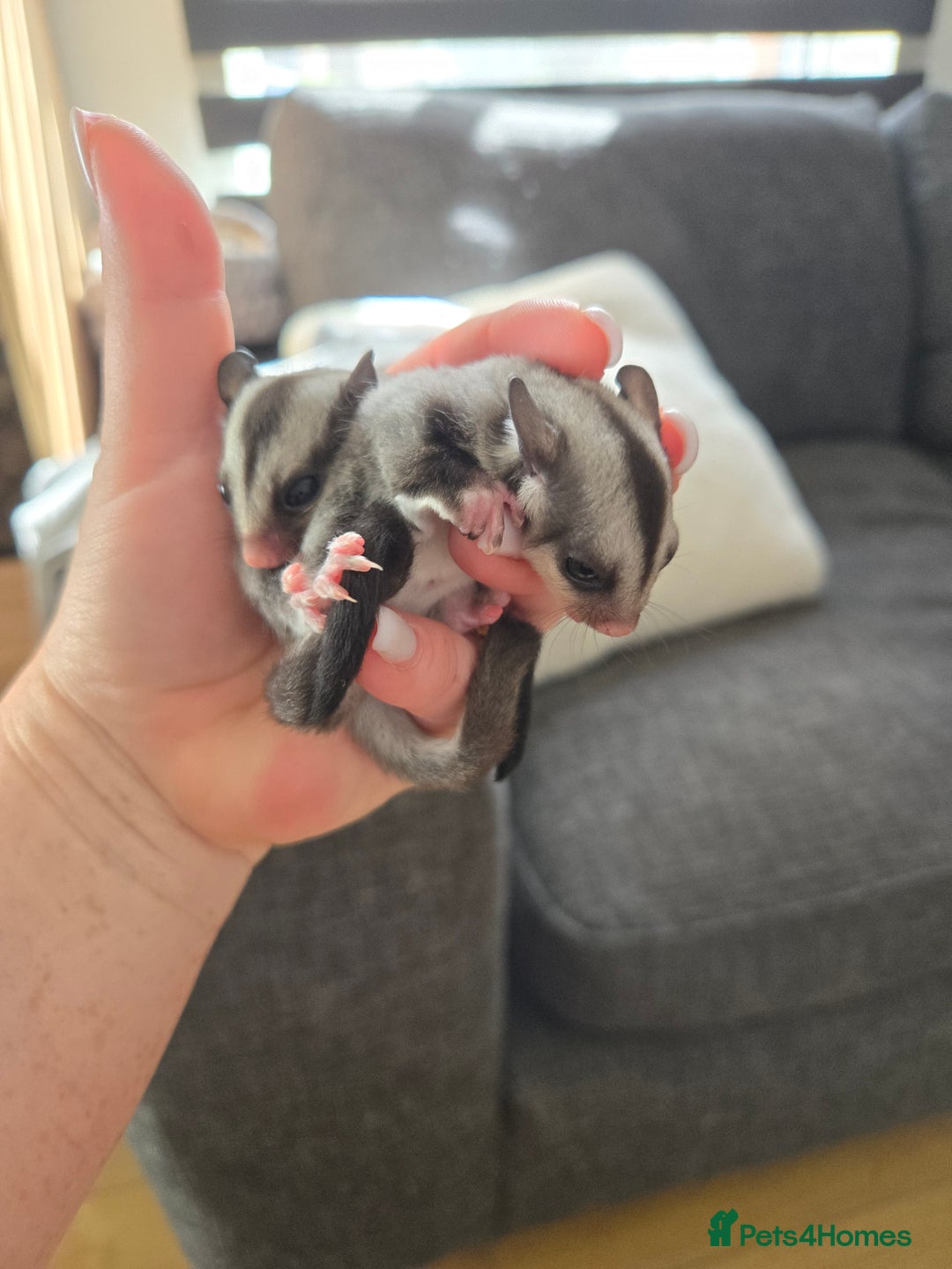 Sugar Glider rodents for sale: Boy and Girl Sugar gliders - Image 3