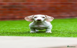 Miniature Dachshund dogs for sale: Miniature cream dachshund - Image 7