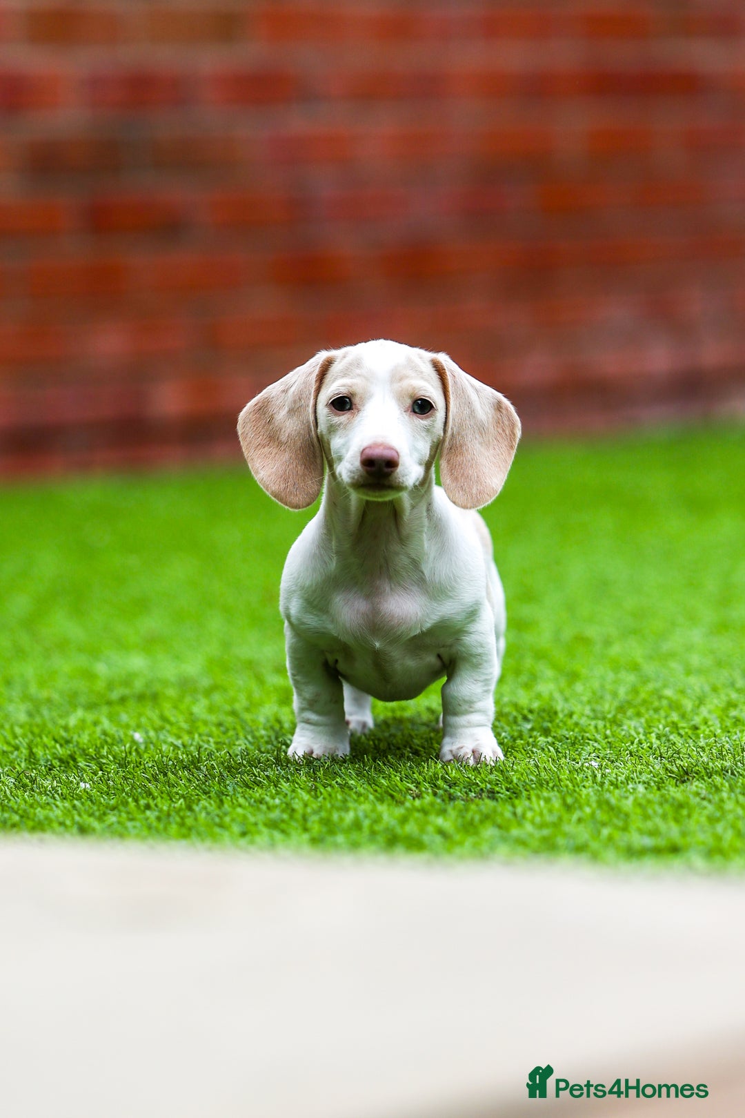Miniature Dachshund dogs for sale: Miniature cream dachshund - Image 7