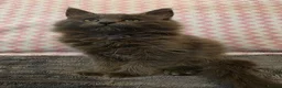 Maine Coon cats for sale: Gorgeous, sociable maine coon kittens  - Advert 24
