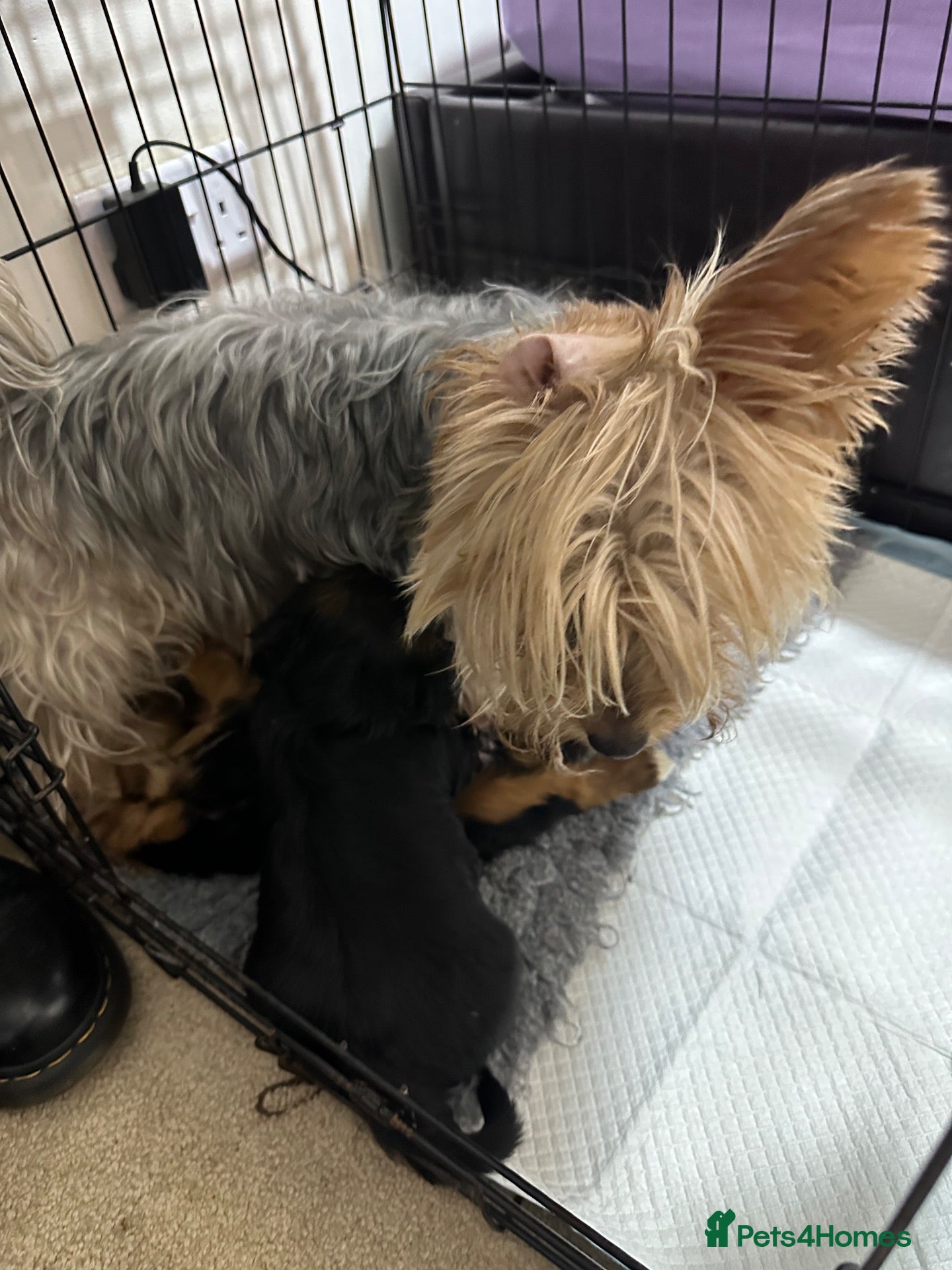 Yorkshire Terrier dogs Gorgeous litter of Yorkshire terriers - Advert 2