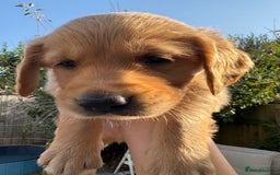Golden Retriever dogs for sale: 🐾 Ready Soon!! KC Golden Retriever Male Puppies - Image 13