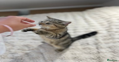 British Shorthair cats in Feltham - Advert 2