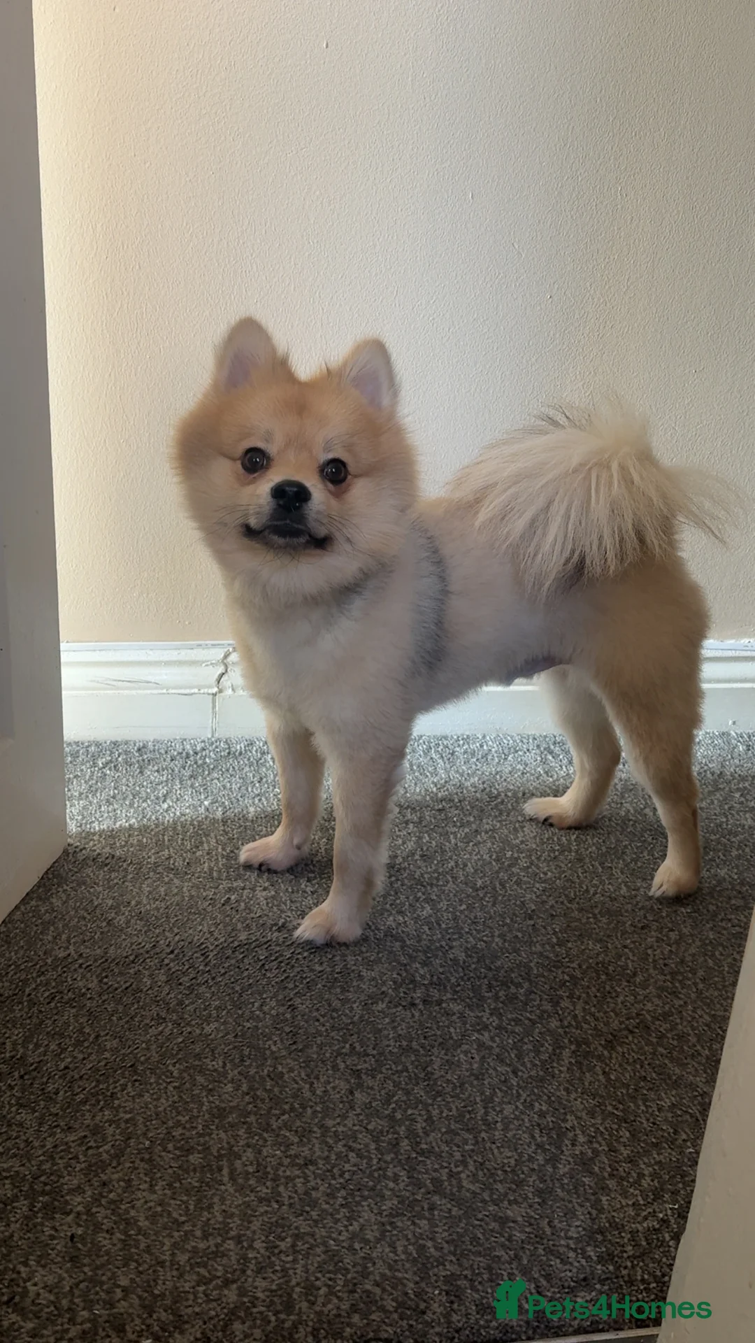 Pomeranian dogs for stud: Pure-Bred Pomeranian Male, FOR STUD - Advert 5
