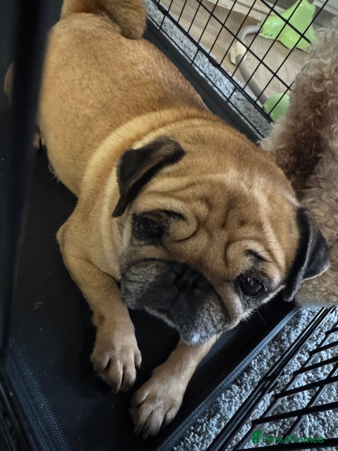 Pug dogs for sale: Pug- Paisley - Image 4