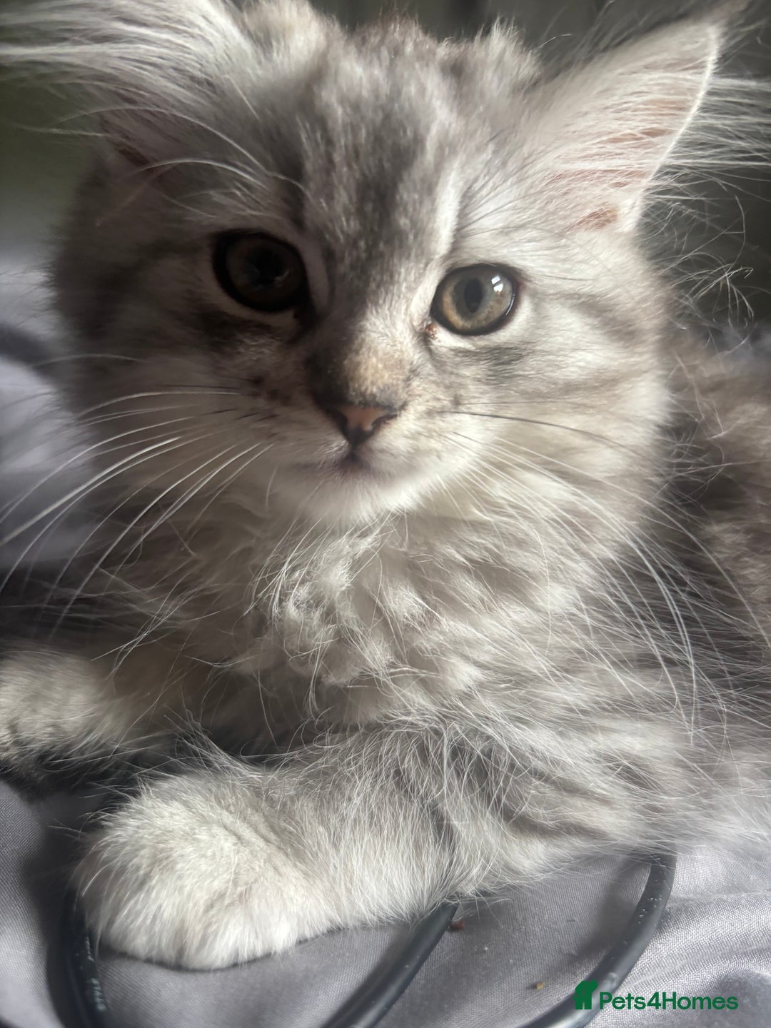 Persian cats for sale: Last 2 Boys! READY TO LEAVE - Image 13