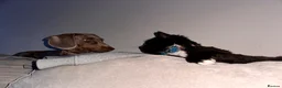 Miniature Dachshund dogs for stud: Derek the miniature dachshund  in Swaffham - Advert 7