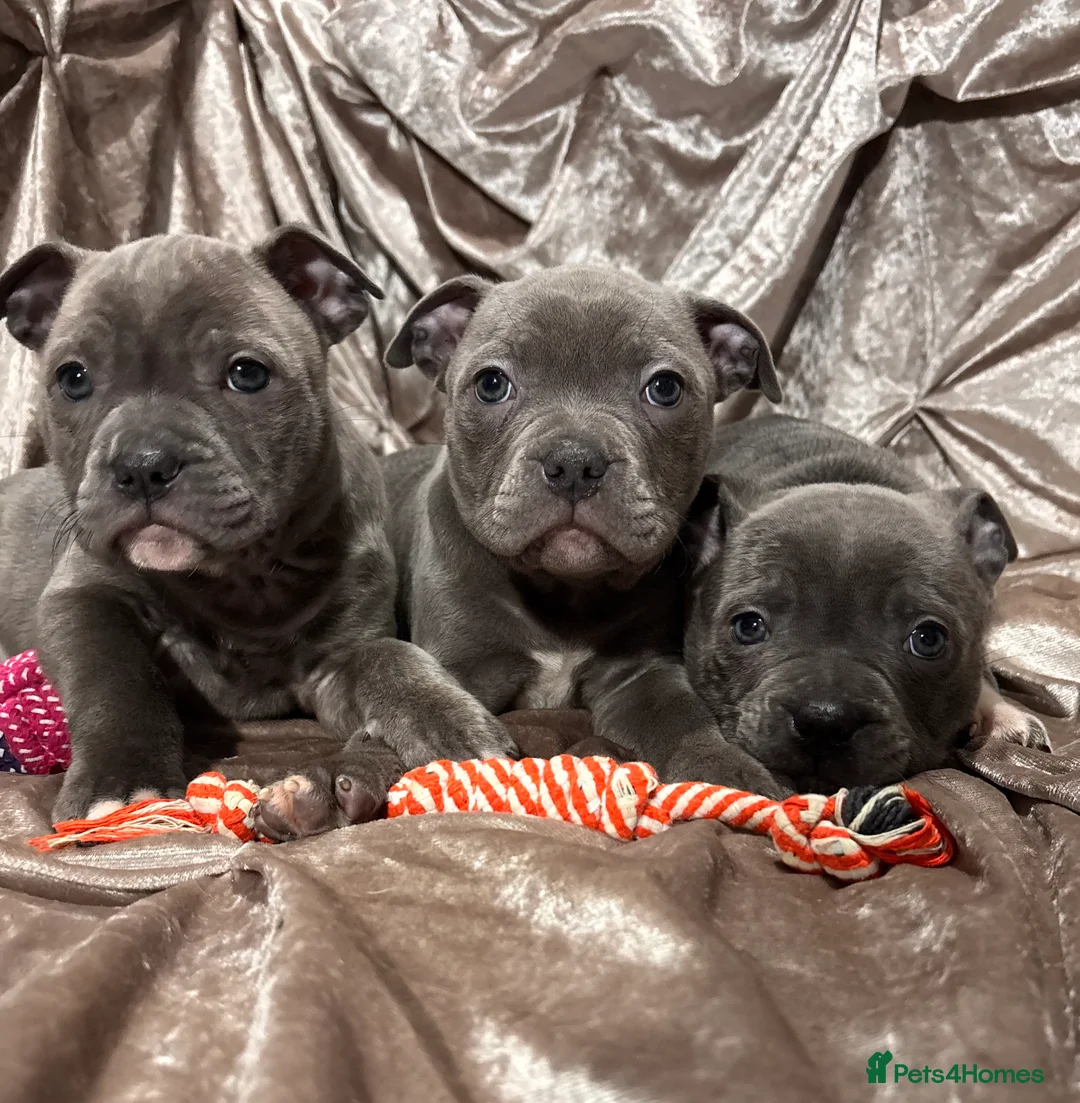 Staffordshire Bull Terrier dogs for sale: Blue Staffordshire bull terrier puppies  - Advert 1