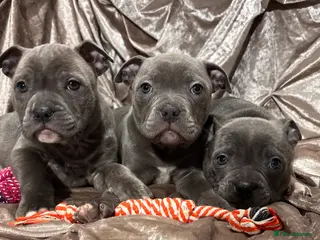 Staffordshire Bull Terrier dogs Blue Staffordshire bull terrier puppies - Advert 2
