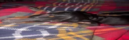 Dachshund dogs for sale: Scotty Dachshund  in Middlewich - Advert 5