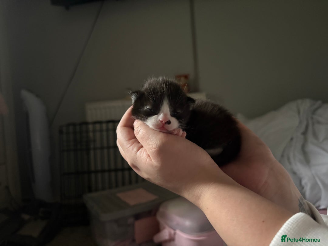 Ragdoll cats for sale: Ragdoll X Kittens  - Advert 4