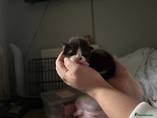 Ragdoll cats Ragdoll X Kittens - Advert 3