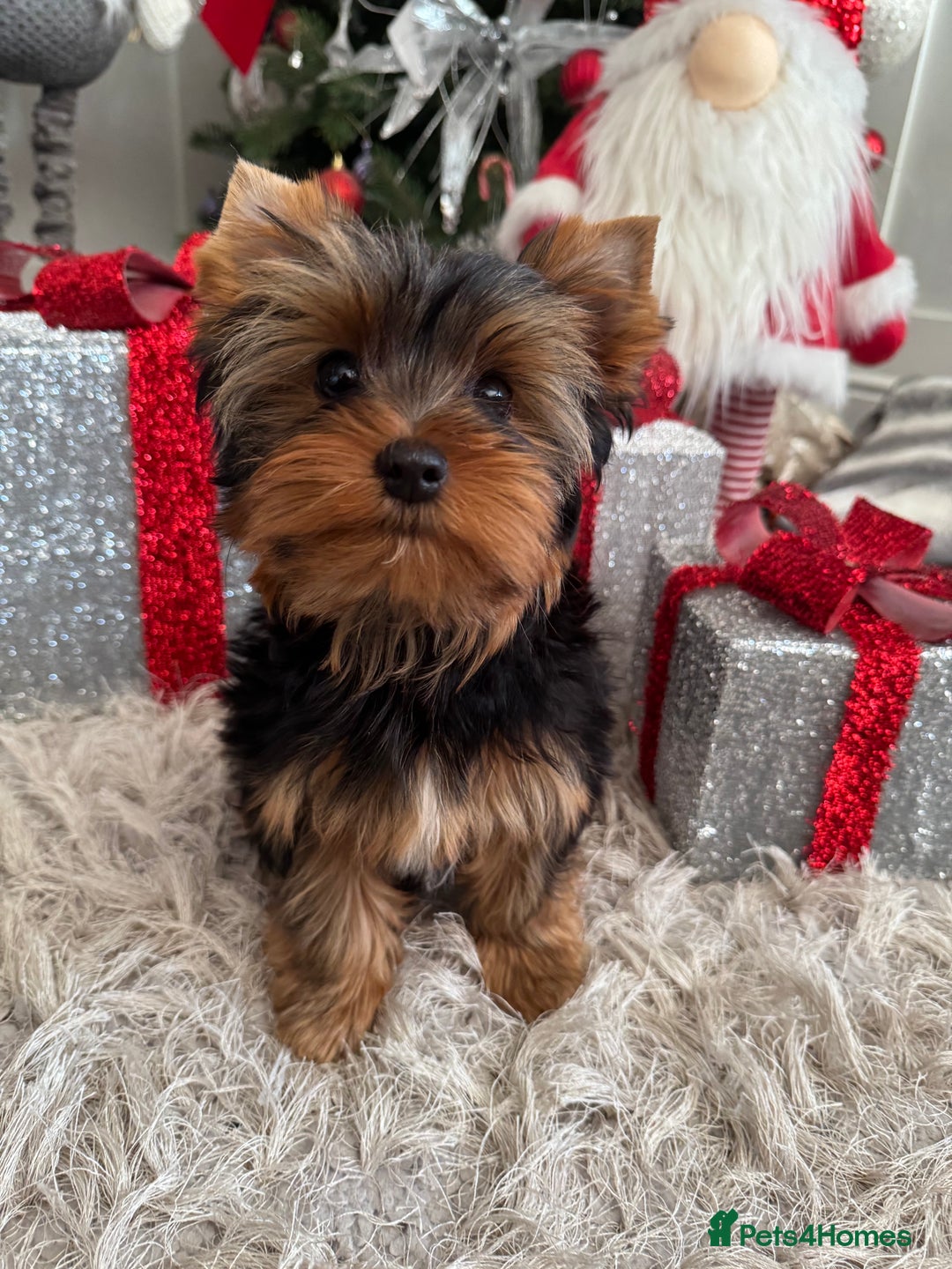 Yorkshire Terrier dogs for sale: Beautiful Pedigree Yorkshire Terrier puppies. - Advert 34