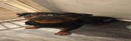 Rottweiler dogs for sale: 14 month old Rottweiler  - Advert 1