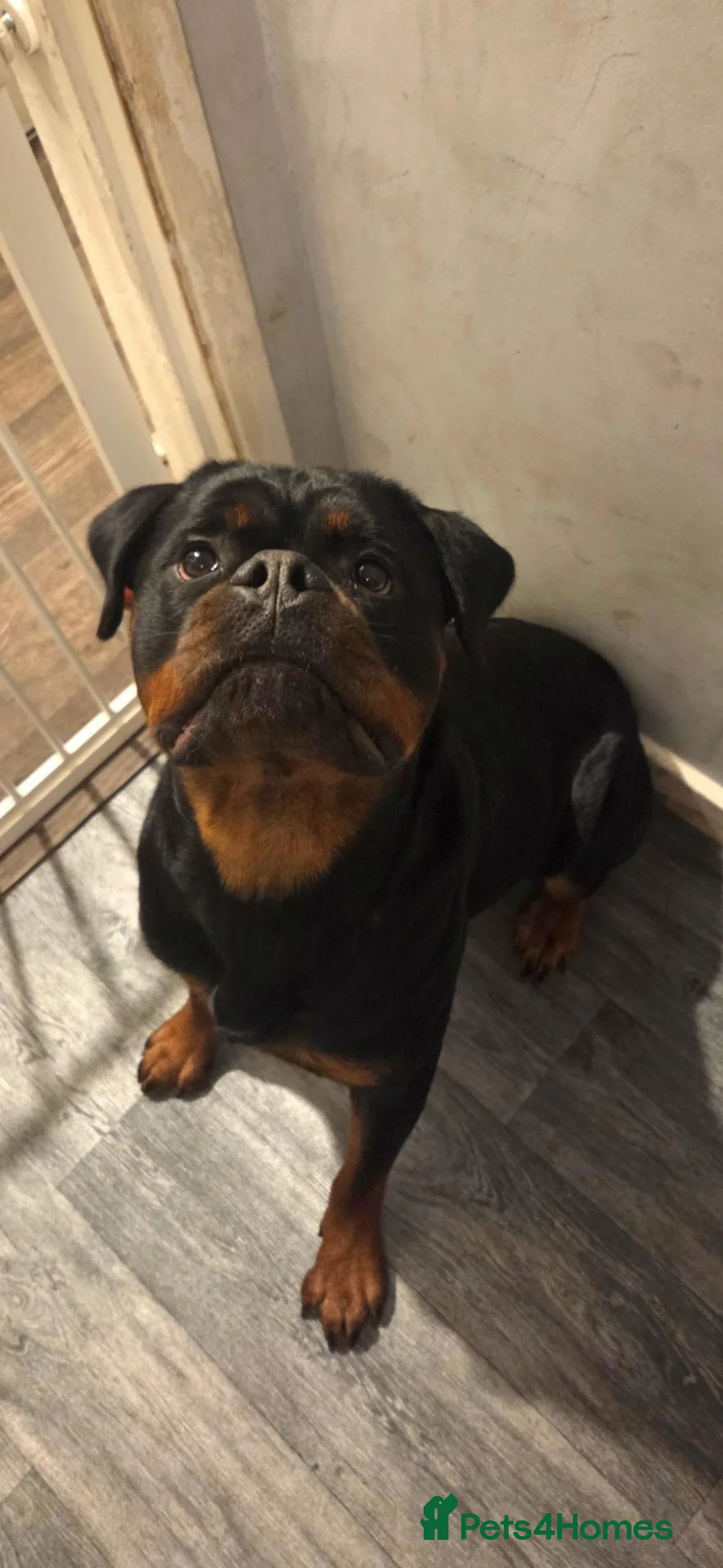 Rottweiler dogs for sale: 14 month old Rottweiler  - Advert 1