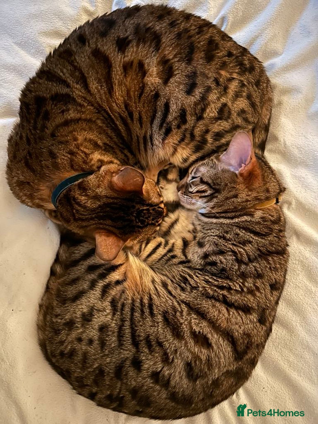 Bengal cats for sale: TWO BONDED BENGALS PRICE NEGOTIABLE FOR RIGHT HOME - Advert 3