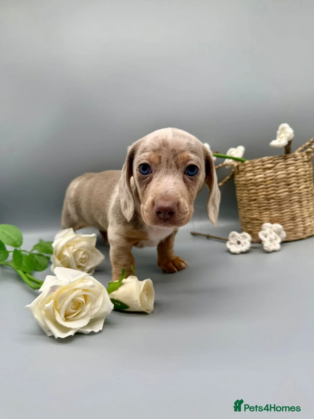 Miniature Dachshund dogs for sale: Miniature Dachshund Puppies Ready To Bring Joy - Advert 2