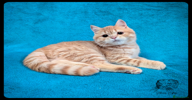 Scottish Fold cats TICA Registered Scottish kittens - Advert 4