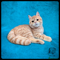 Scottish Fold cats TICA Registered Scottish kittens - Advert 4