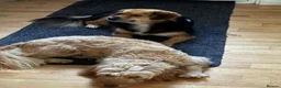 Mixed Breed dogs for adoption: Julina  in Dover - Advert 2