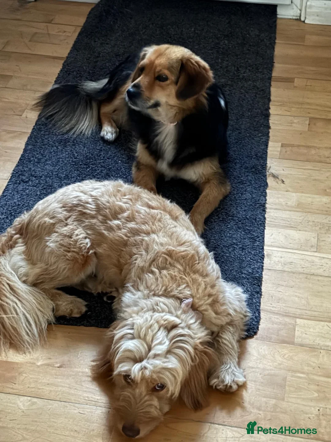 Mixed Breed dogs for adoption: Julina  in Dover - Advert 2