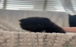 Pomeranian dogs for sale: Pedigree miniature pomeranians - Image 19