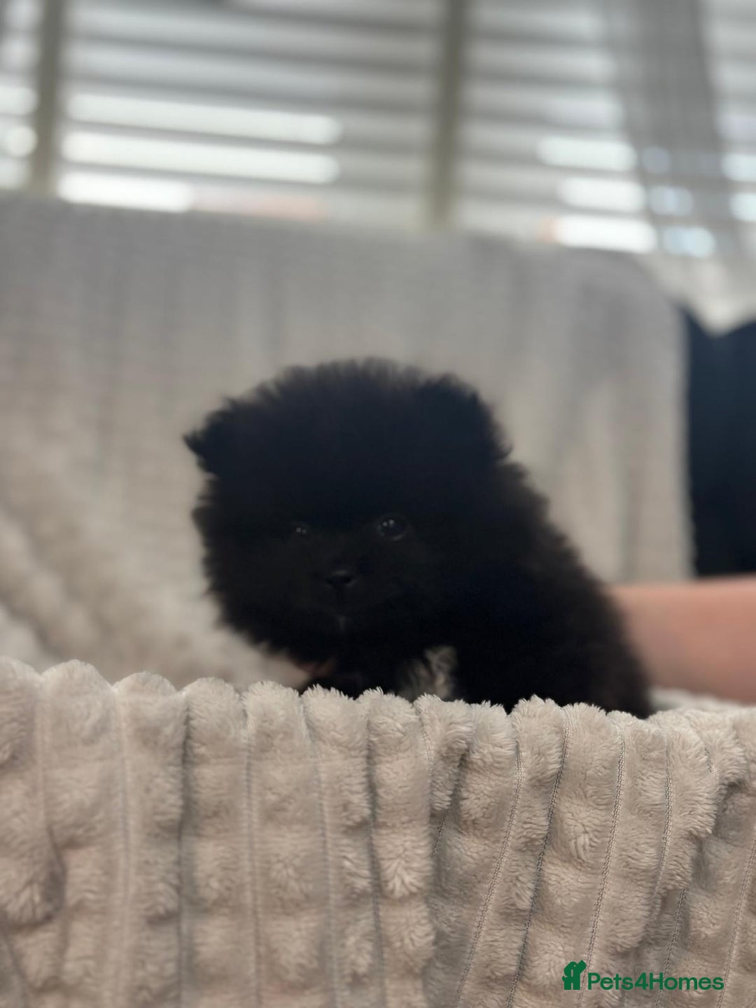 Pomeranian dogs for sale: Pedigree miniature pomeranians - Image 19
