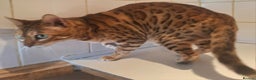 Bengal cats for sale: SOLD  PURE SBT Tica Bengal retired female Venus - Advert 3